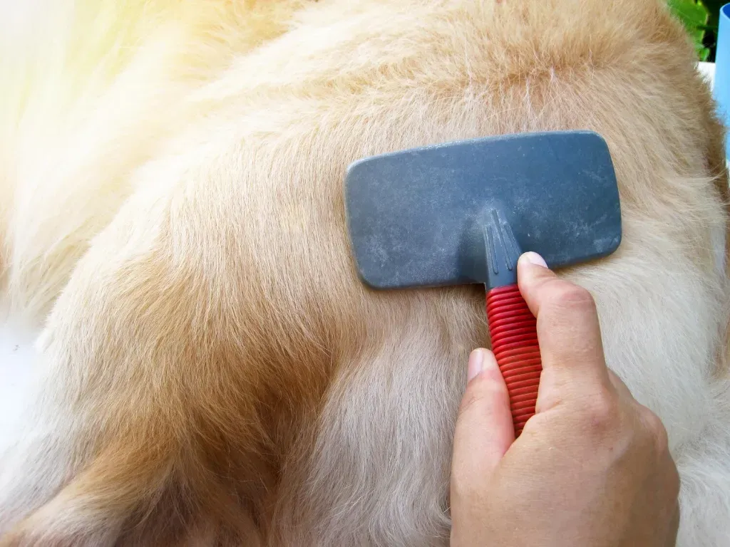 Gumowa szczotka dla psa