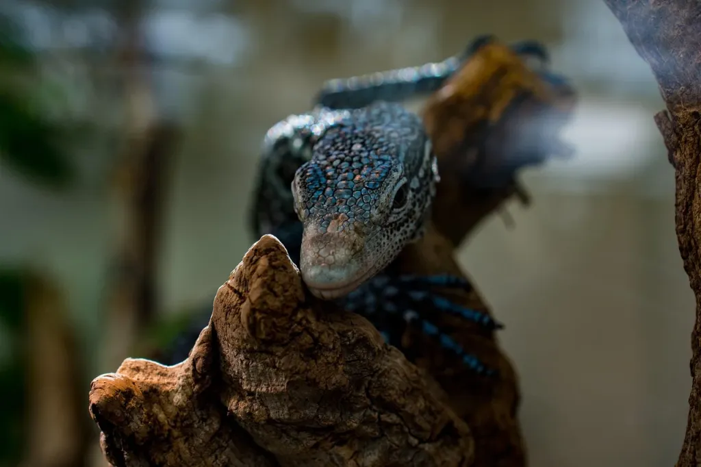 Jaszczurka odpoczywająca w terrarium w ogrodzie zoologicznym, prezentująca naturalny proces linienia skóry.